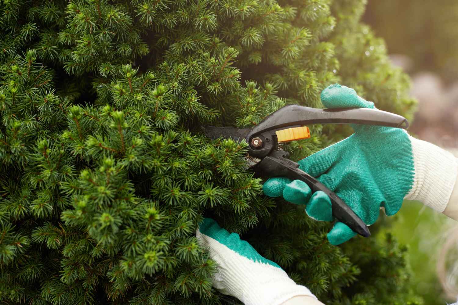 Best Tree Care Services  in Deerfield Beach, FL